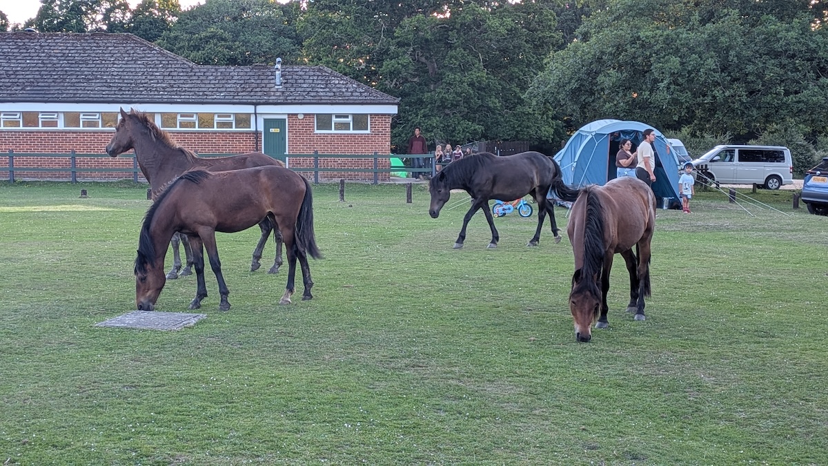 Four New Forest ponies stand on the grass of Ashurst campsite. In the background: a camping shower block and a family standing outside a tent.